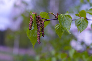 A birch branch during flowering on a blurred green background.