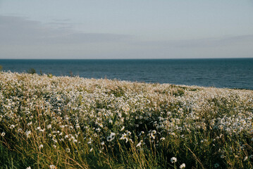 A field of white flowers is next to a body of water. The sky is clear and the sun is shining brightly. The scene is peaceful and serene, with the flowers and water creating a calming atmosphere