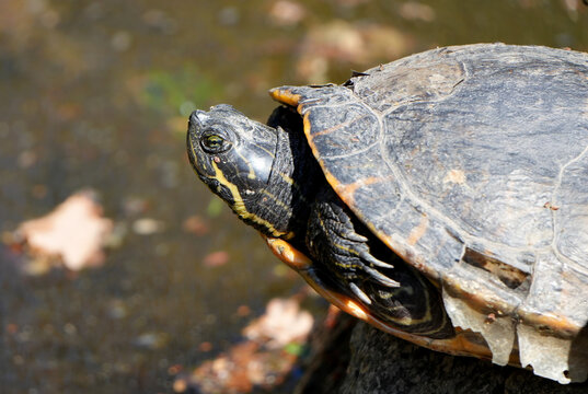 A close-up of a yellow-bellied slider turtle (Trachemys scripta scripta)