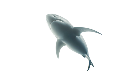 A great white shark in the deep ocean isolated on transparent PNG