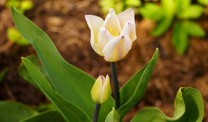 A delicate white tulip (Tulipa 'Triumph') in close-up with green leaves