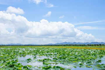 Summer lotus leaf fields and water town scenery