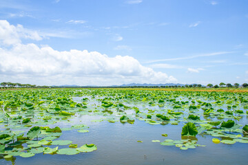 Summer lotus leaf fields and water town scenery