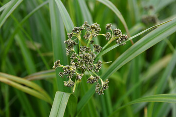 Wood club-rush (Scirpus sylvaticus) foliage in a wet meadow in July. © wiha3