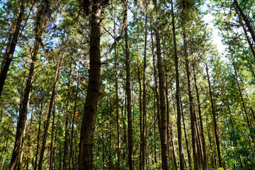 abstract pattern shapes under the trees, pine forest trees and their branches in nature, sky through trees in winter, pine trees and blue sky.