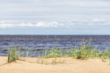 Beach landscape photo featuring green sedge growing in coastal sand