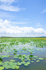 Summer lotus leaf fields and water town scenery