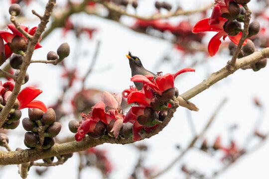 Jungle Mayna perched on a red silk cotton flower branch in Natural daylight