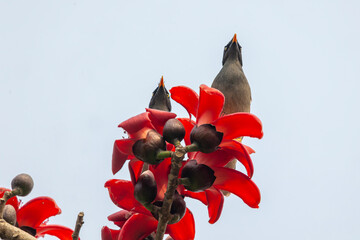 Jungle Mayna perched on a red silk cotton flower branch in Natural daylight