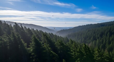 Green Pine Tree Forest on Hill Under Blue Sky