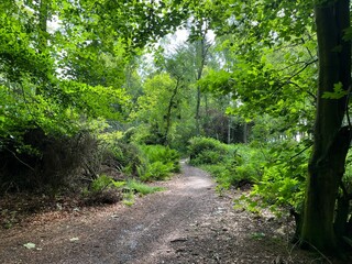 Obraz premium Path in the spring woods