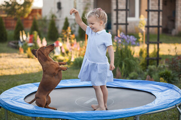 a three year old smiling girl playing with dachshund dog on trampoline in green sunny summer park