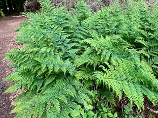 Bracken in woods