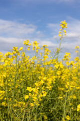 Close-up of blooming yellow rapeseed flowers under blue sky.