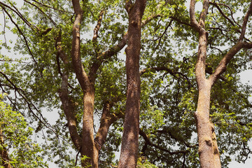 Majestic trees reach for the sky in a serene forest landscape during daylight