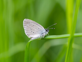 Male Small Blue Butterfly Roosting