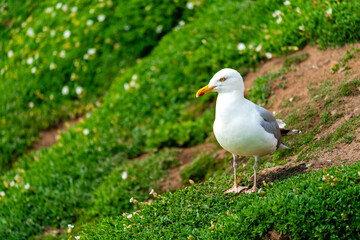 Silbermöwe auf grünem Küstenhang
