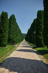 serene walking path stretches straight ahead, flanked by tall green hedges under a bright blue sky. sun casts shadows across the brick pathway, inviting exploration and tranquility