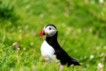 Papageientaucher im satten Grün auf Saltee Island