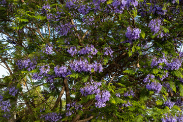 Close-up of blooming jacaranda branch with lush green leaves and vibrant purple flowers in sunlight. Manavgat, Turkey, Mediterranean.