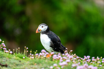 Papageientaucher zwischen Wildblumen auf Saltee Island