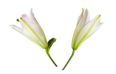 Set of pink and white lily flowers (buds) isolated on white or transparent background