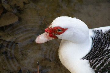 portrait of a duck