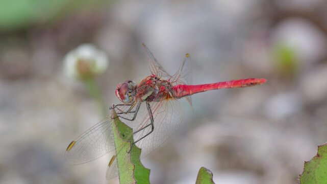 Heidelibelle (Sympetrum) sitzt auf Blatt