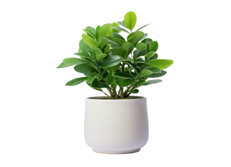 office plant in bright white pot isolated on white or transparent png