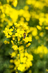 A honeybee gathers nectar from vibrant yellow rapeseed flowers in a sunny field