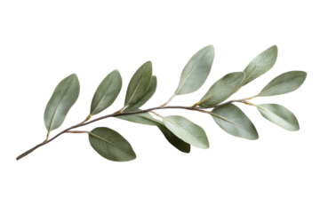 Serene Olive Branch Leaves Against Black Nature s Elegance Botanical Beauty Floral Design on transparent background
