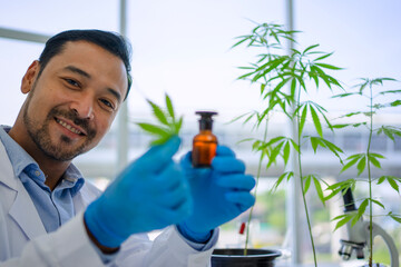 Scientist research cannabis at laboratory room.