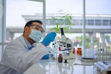Scientist research cannabis at laboratory room.