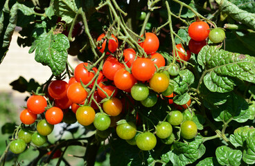 Vibrant cherry tomatoes growing on the vine, capturing various stages of ripeness