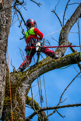 Arborist trimming a tree crown using mountaineering techniques.