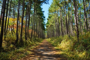 Obraz premium Sunlit forest path through tall pine trees with green grass under a clear blue sky, evoking tranquility and natural beauty