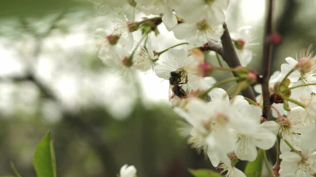 a bee pollinates plants. cherry blossoms. slow motion