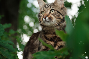 Cat on a tree with a wild look in the eyes