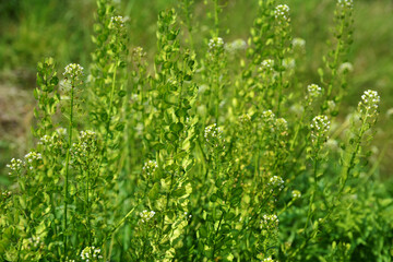 In nature, Thlaspi arvense grows among wild grasses