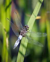 The Broad-bodied Chaser in Latin called libellula depresa, on a leaf near a ditch on a warm sunny...