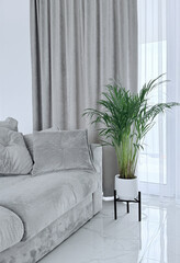 Bright living room interior with a gray sofa and a parlor palm plant by large floor-to-ceiling windows. Minimalist and cozy home decor with natural light and neutral tones.