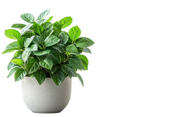 Green plant in gray pot indoor lush flora in front of blank black background for nature lovers on transparent background
