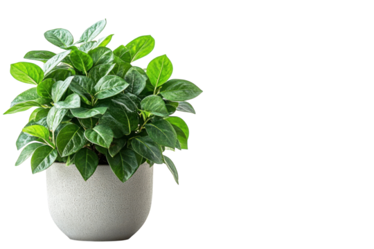 Green plant in gray pot indoor lush flora in front of blank black background for nature lovers on transparent background