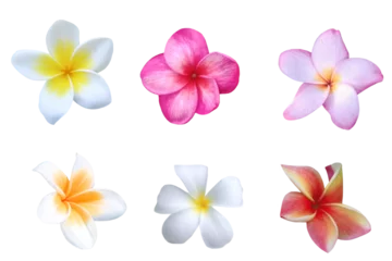 Fotobehang Plumeria Close-up of several different colored frangipani flowers isolated on a transparent background png file.  © Warawut