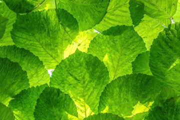 Bright green translucent leaves overlapping with sunlight shining through, highlighting leaf veins and textures in a natural pattern