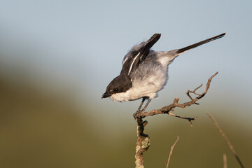 Southern Fiscal