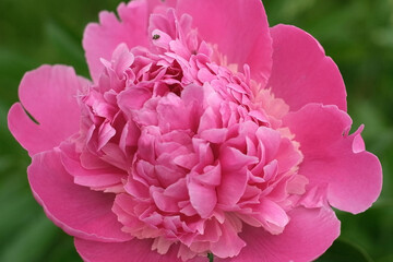 Pink peony growing, blurred leaves background. Gently fresh flower bush. Gardening, landscaping. Plant Nurse Ad. Backdrop for product promote. Flower shop. Green home garden. Landscape design. Path