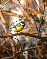 Mésange 1