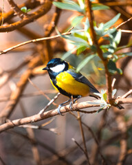 Mésange 2
