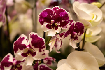 Obraz premium Colorful orchids showcase their intricate petals in a local market, enchanting visitors with refreshing spring beauty and diverse floral varieties